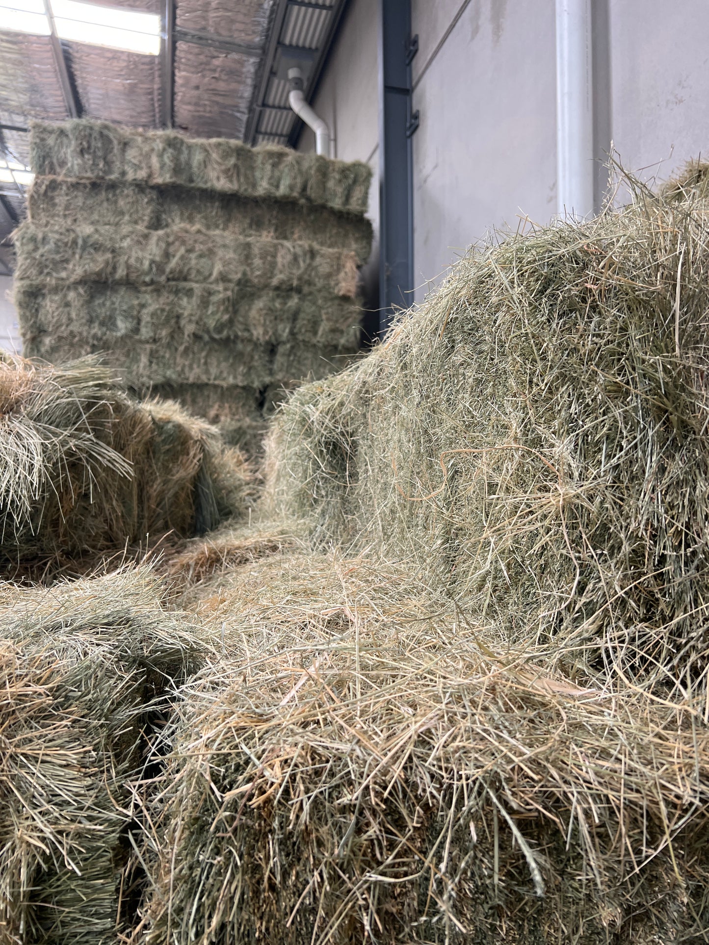 Teff Hay (low sugar - tested)