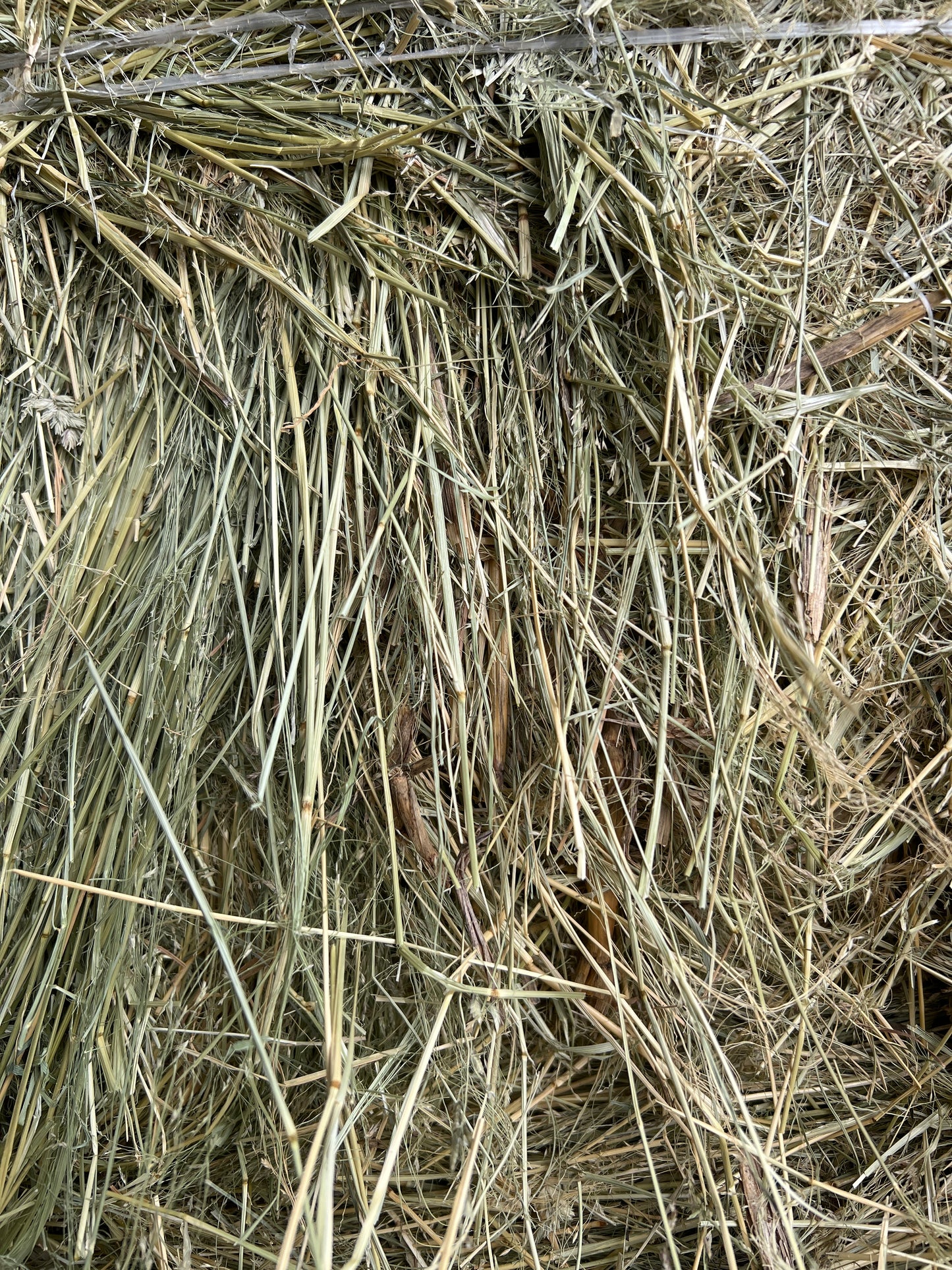 Teff Round Bales -Low Sugar Tested