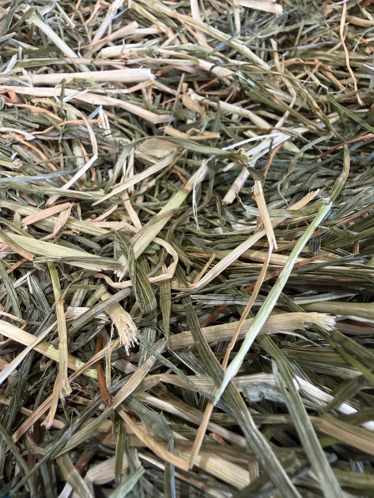 Rye Grass Hay New Season