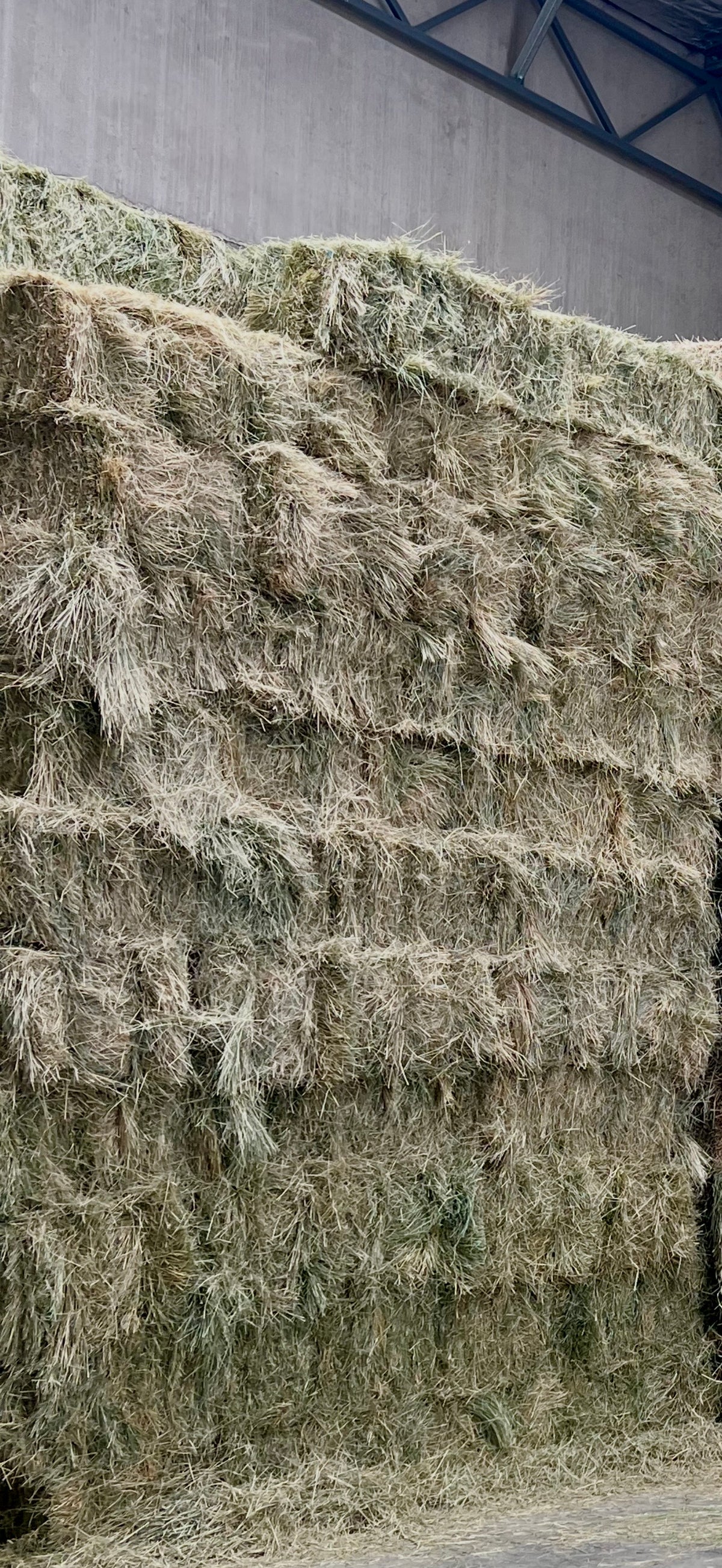 Teff Hay - Low Sugar