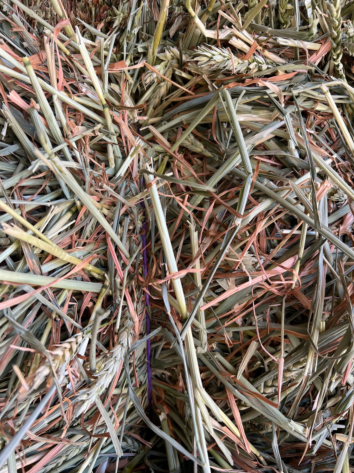 Wheaten Hay - beardless (New Season)