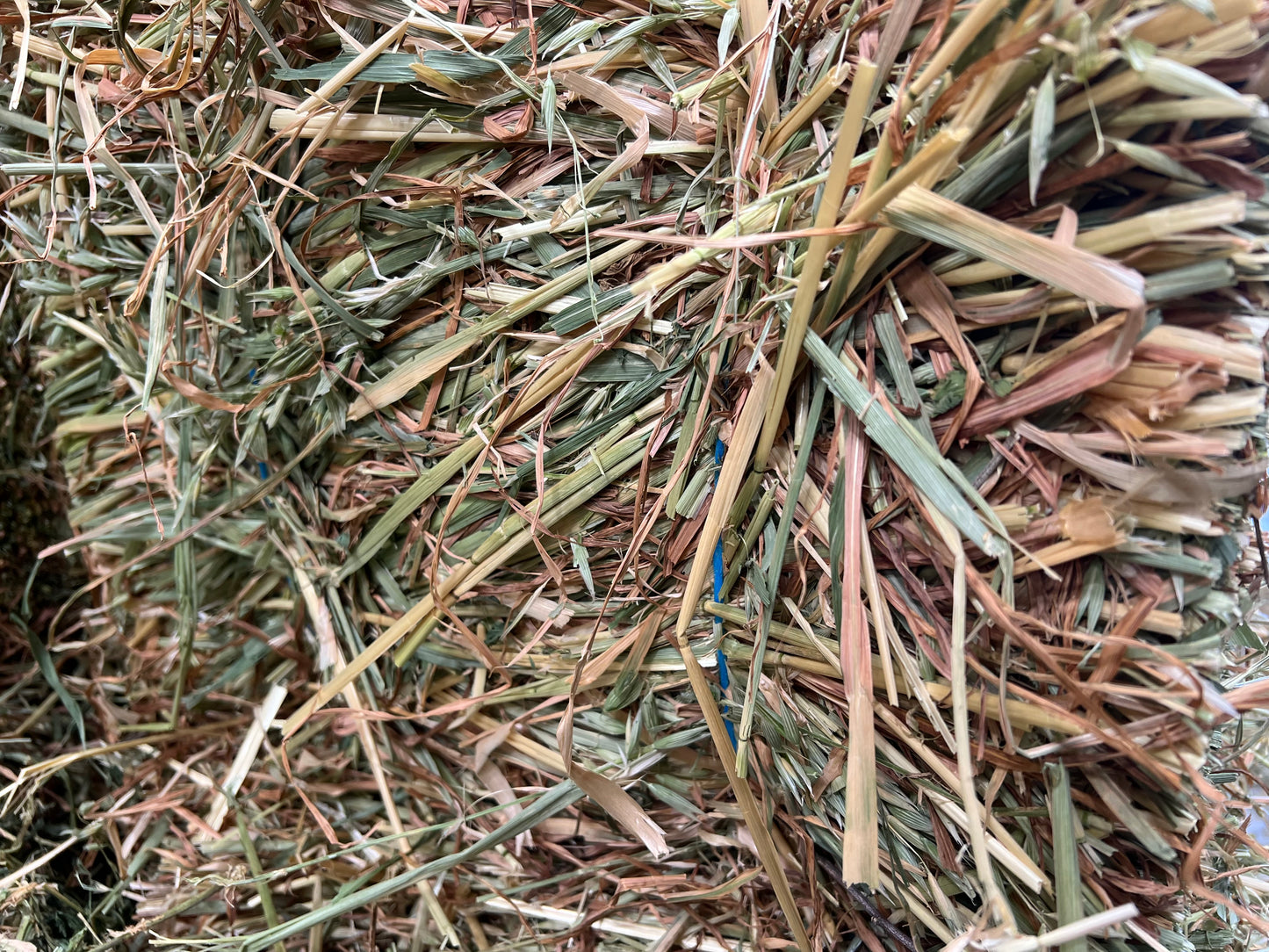 Oaten Hay (New Season)