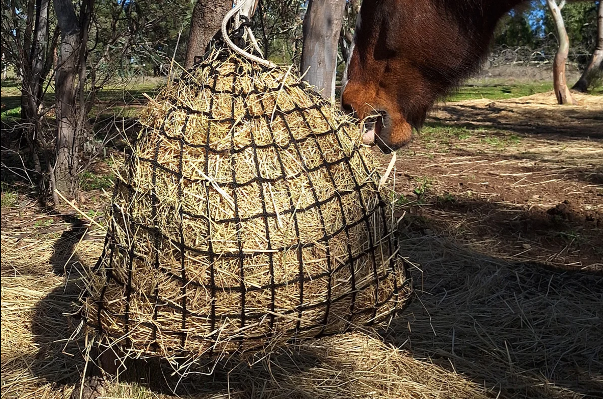 60mm Gutzbusta Knotless Haynet - Small / Medium