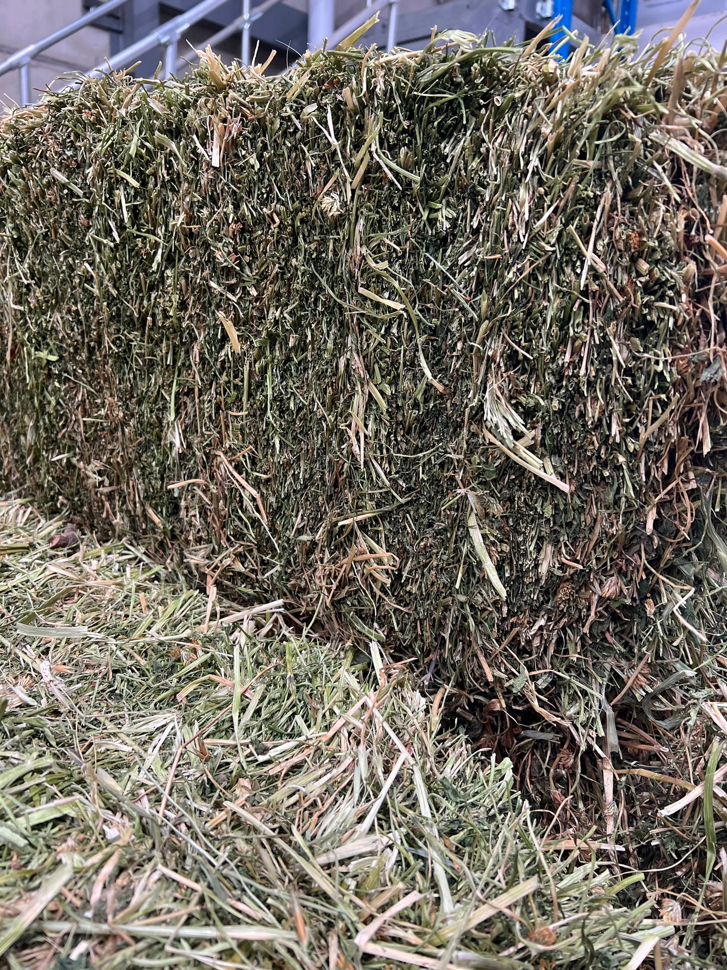Clover Hay (new Season)