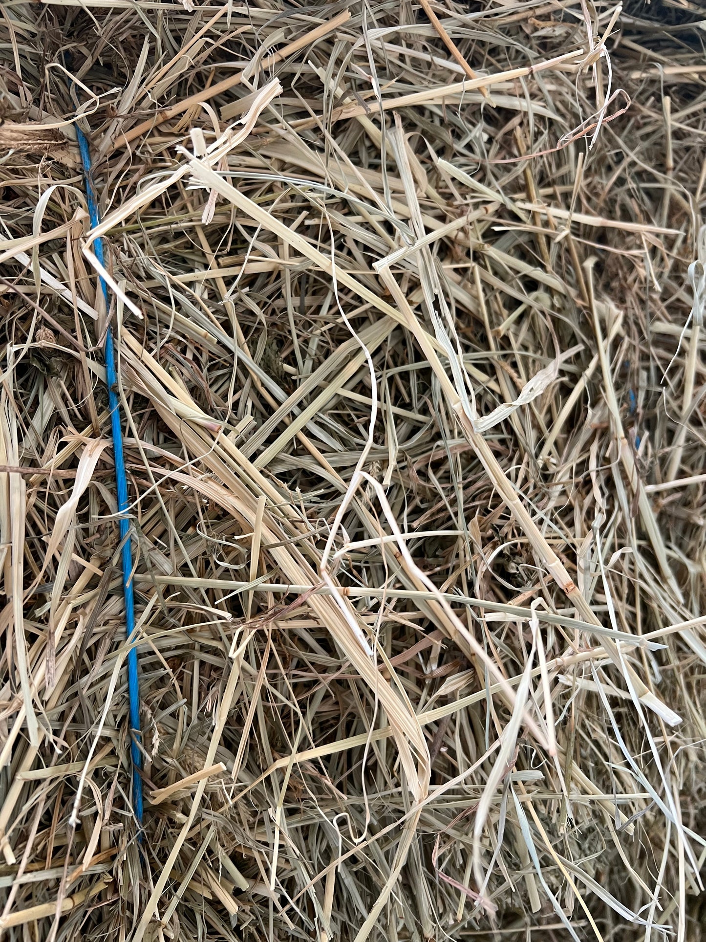 Low sugar Rhodes Hay