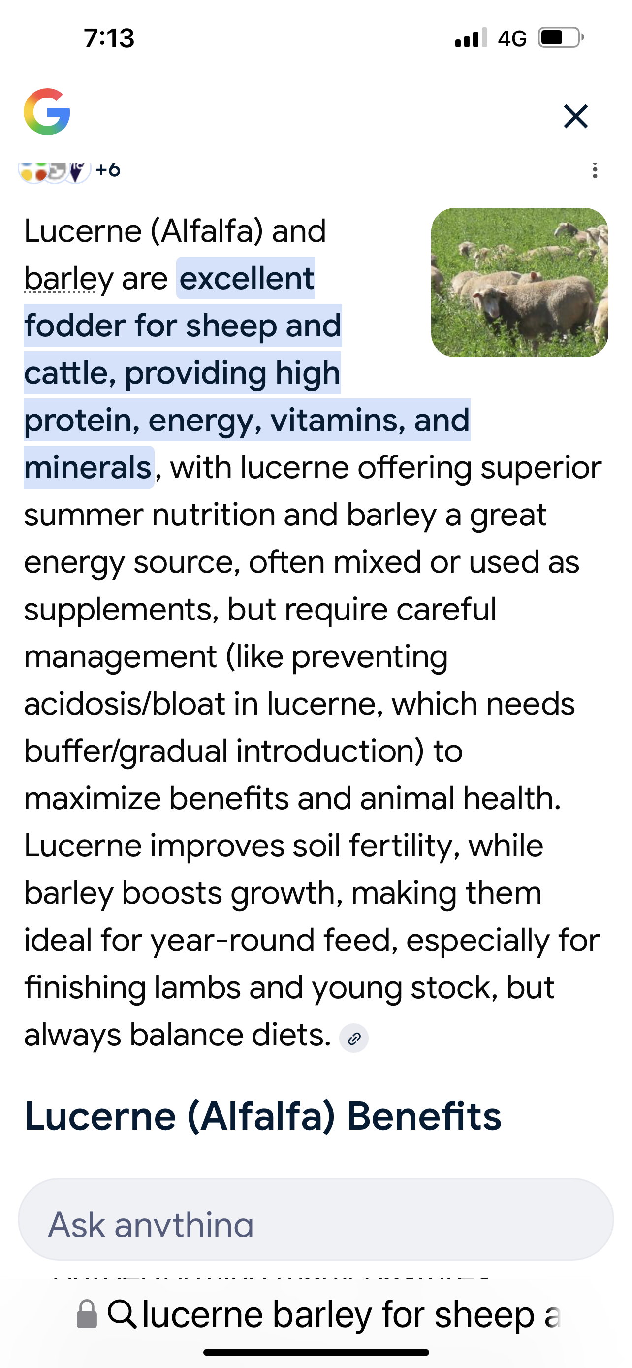 Lucerne Barley Bales 80%/20% excellent for sheep and cattle