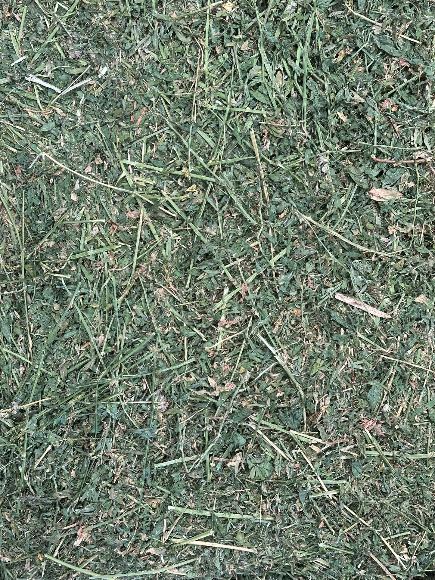 Lucerne Hay