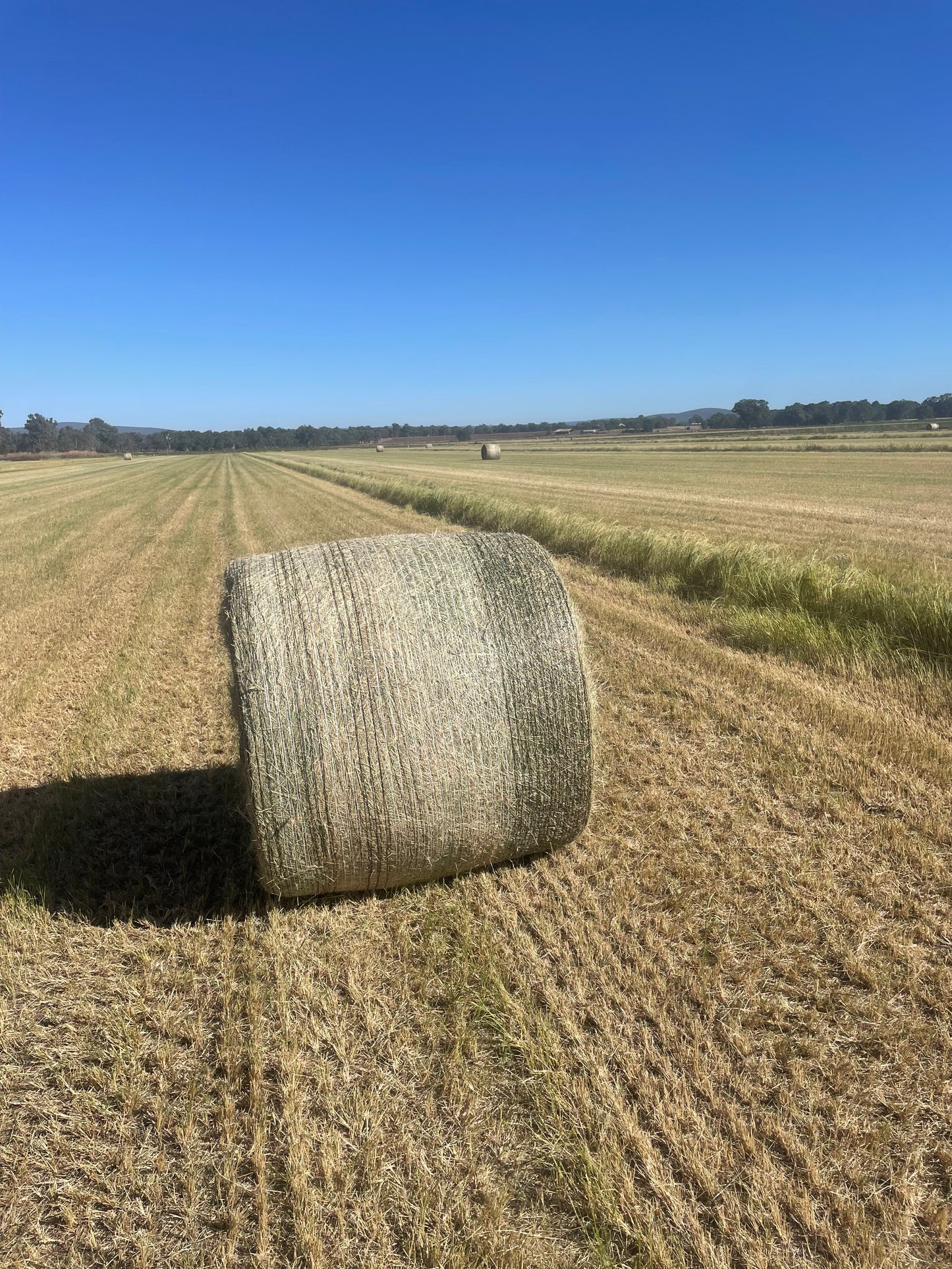 Teff Round Bales 4x4- Limited stock (delivered)