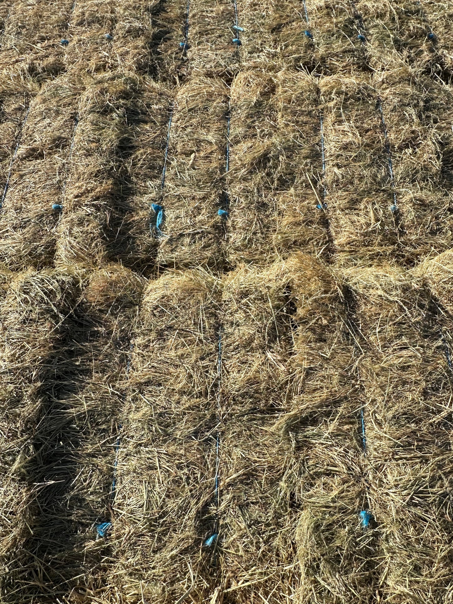 Teff Hay (low sugar - tested)