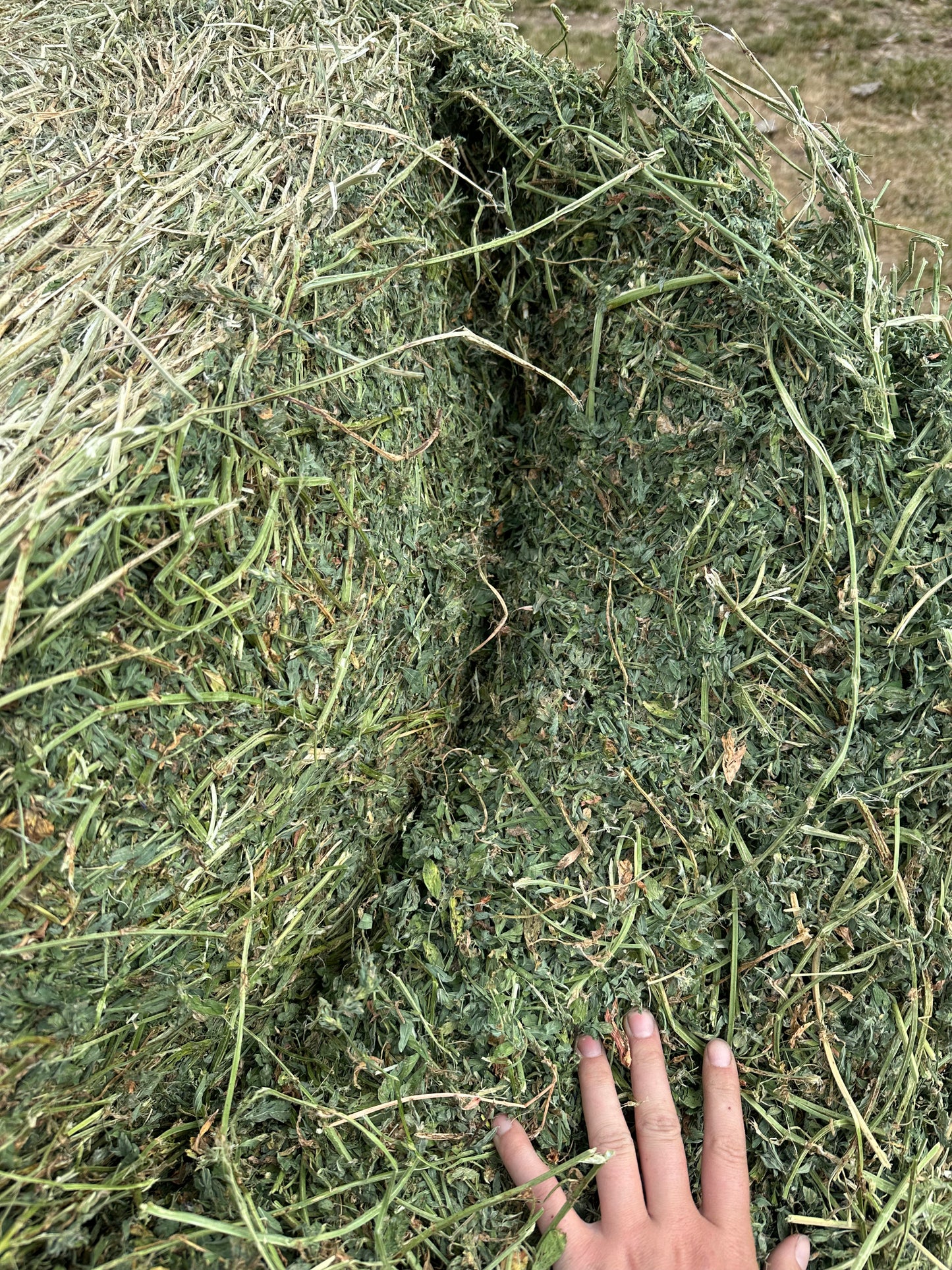 Lucerne Round Bales (Freshly Baled)