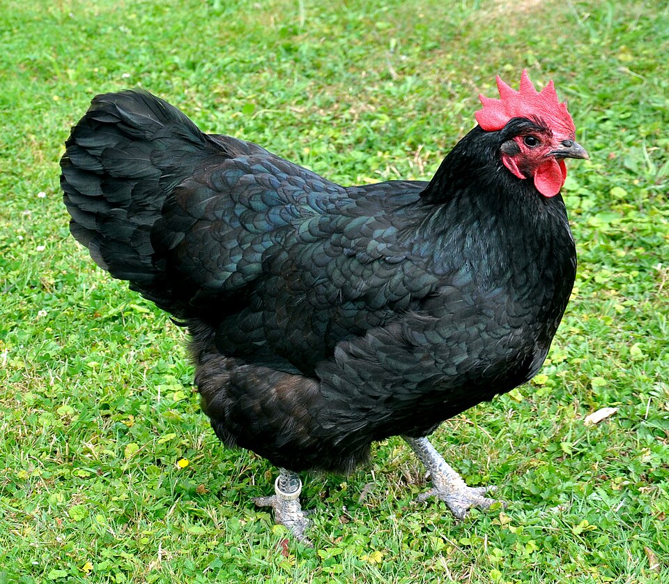 PREORDER 21ST AUGUST 16 week old Black Australorps & White Leghorns
