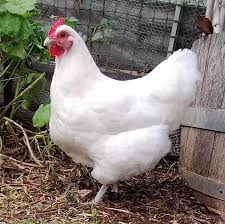 12 week old Australorps