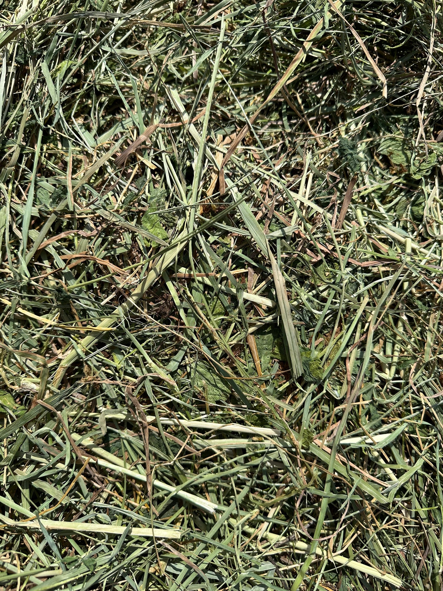 Meadow Hay