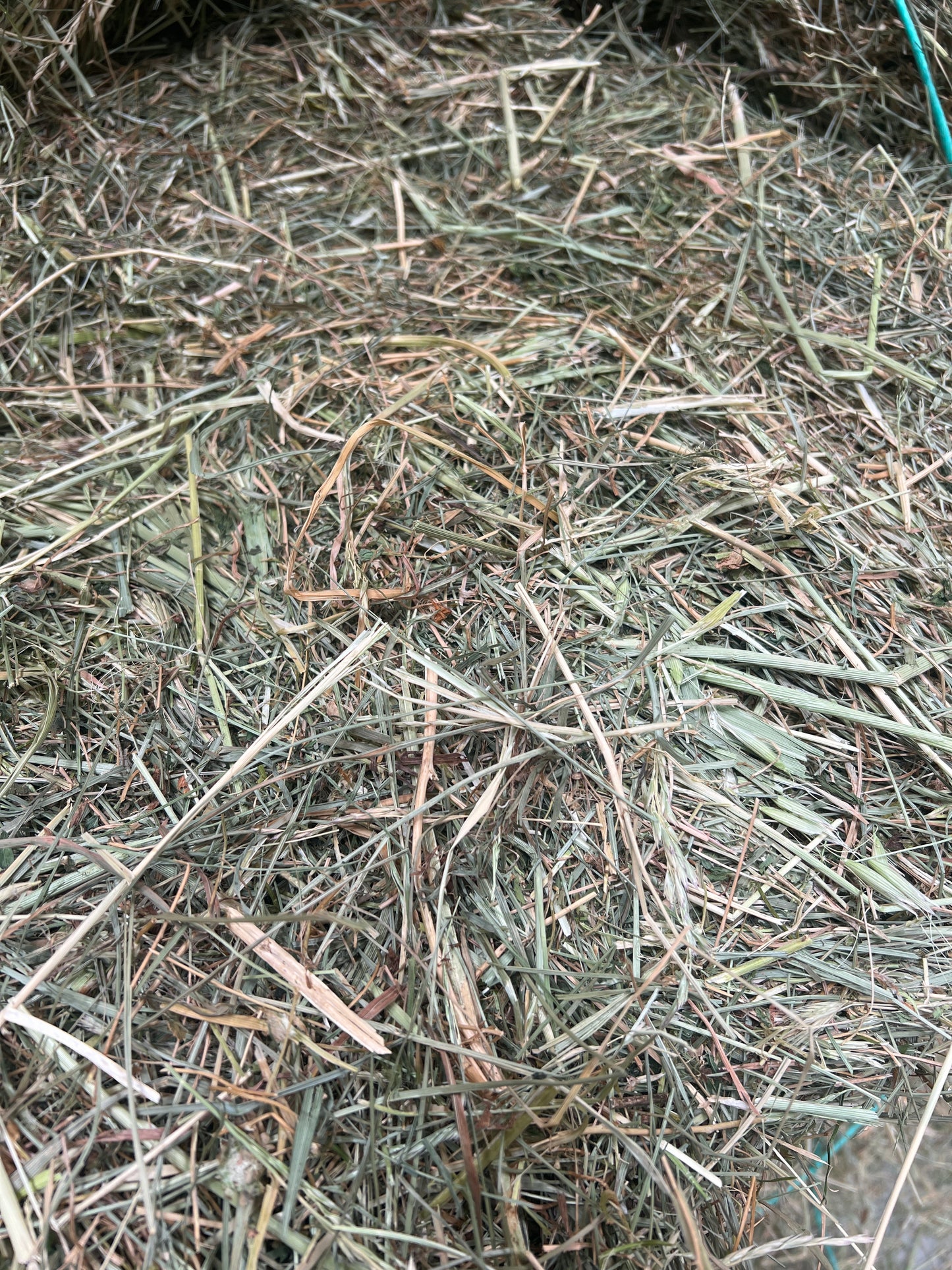 Meadow Hay (New Season)