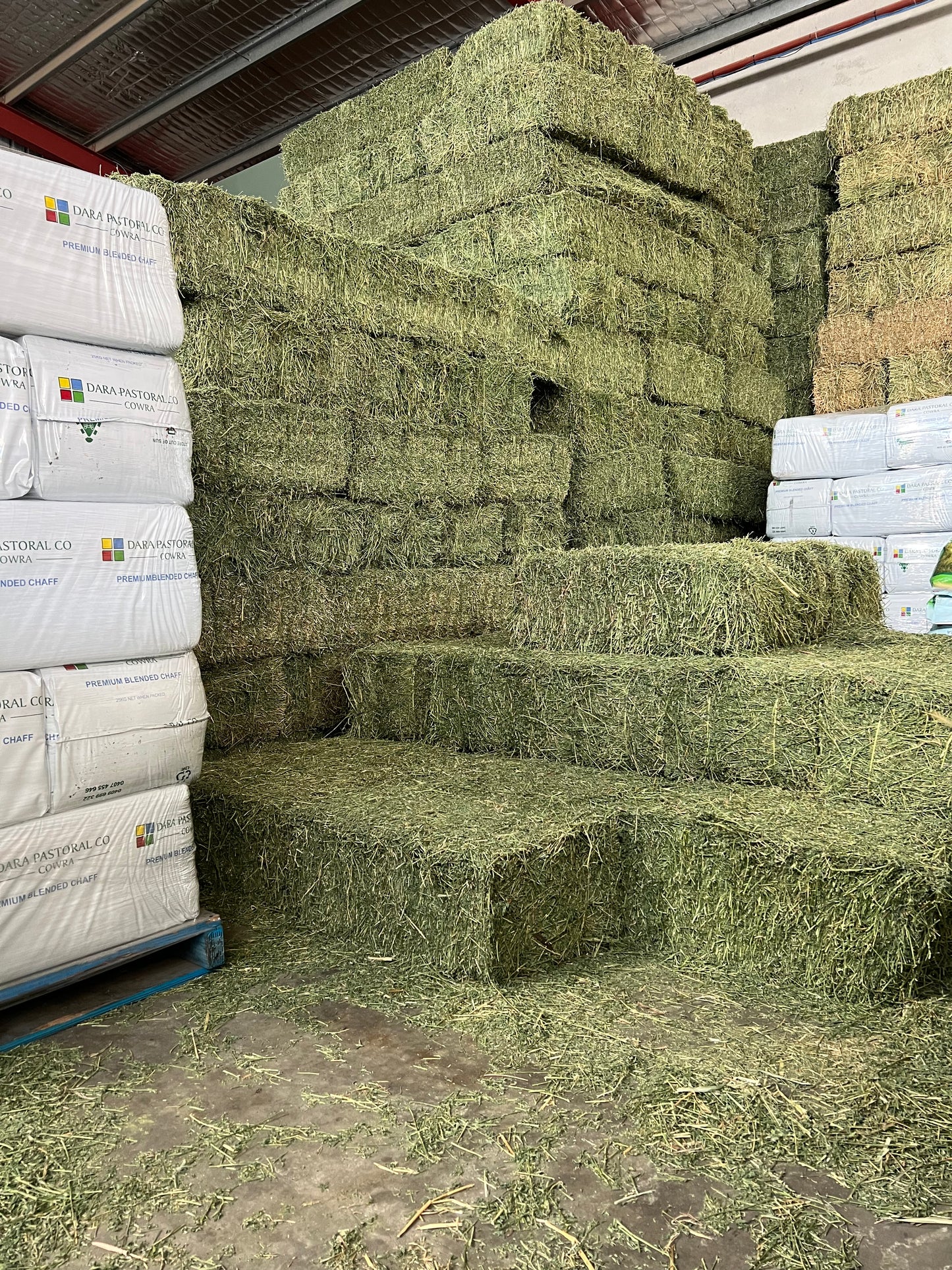 Prime Lucerne Race Horse QLTY just baled