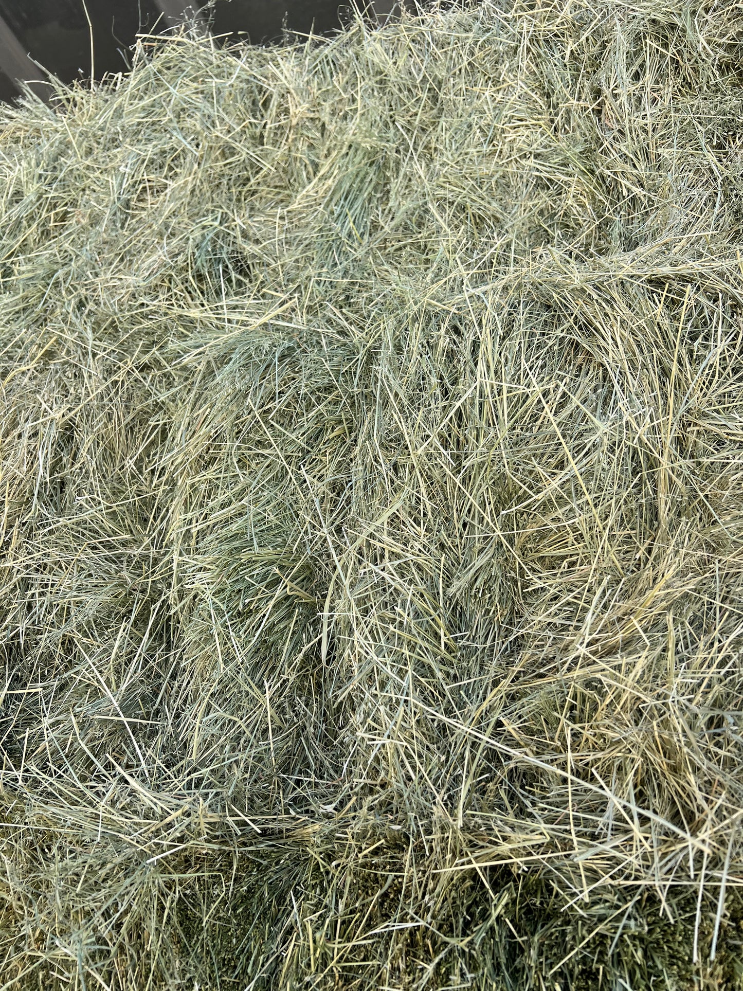 Teff Hay - PICK UP ONLY