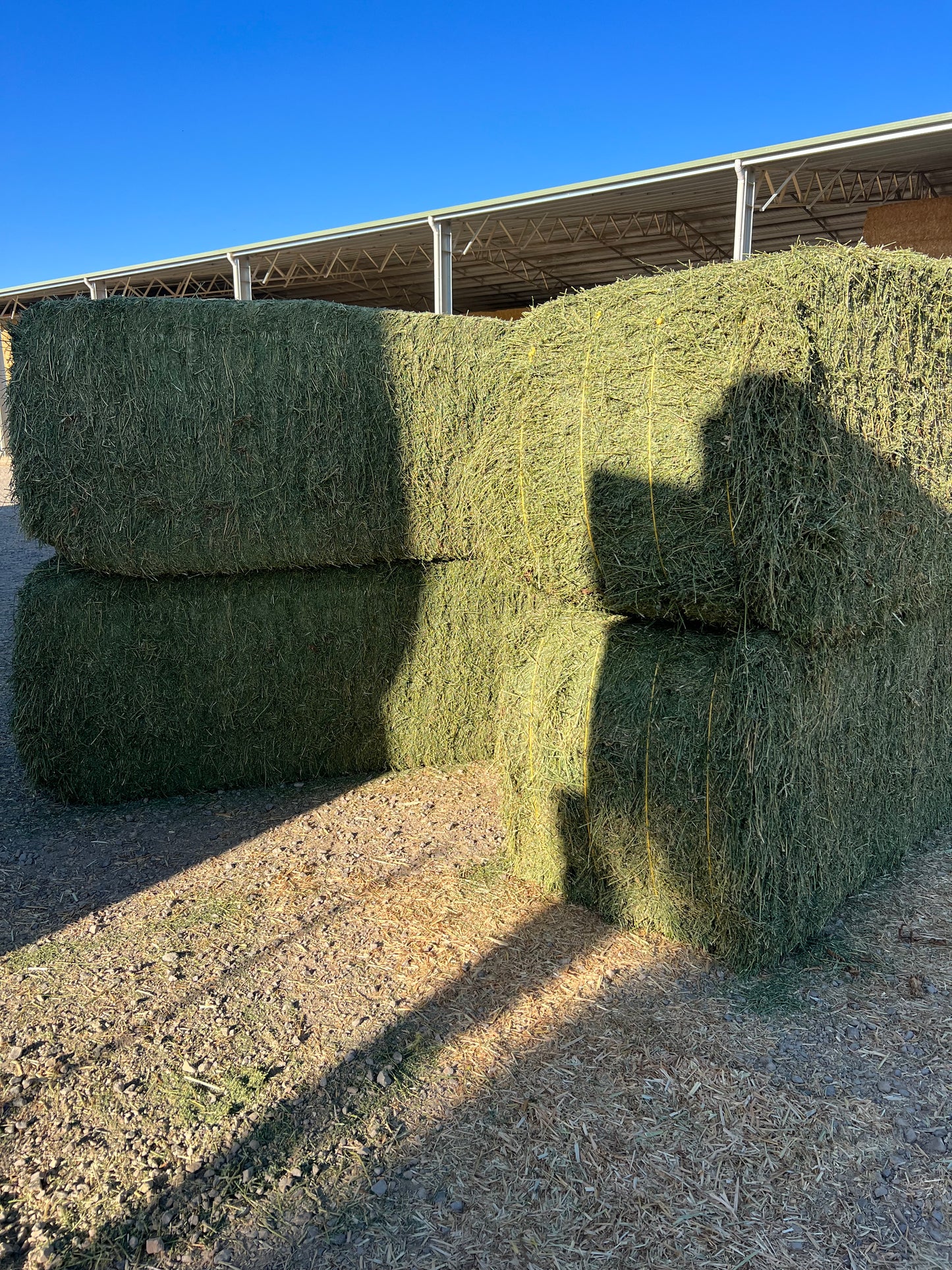 PRIME  Lucerne  8x3x3 (New season)