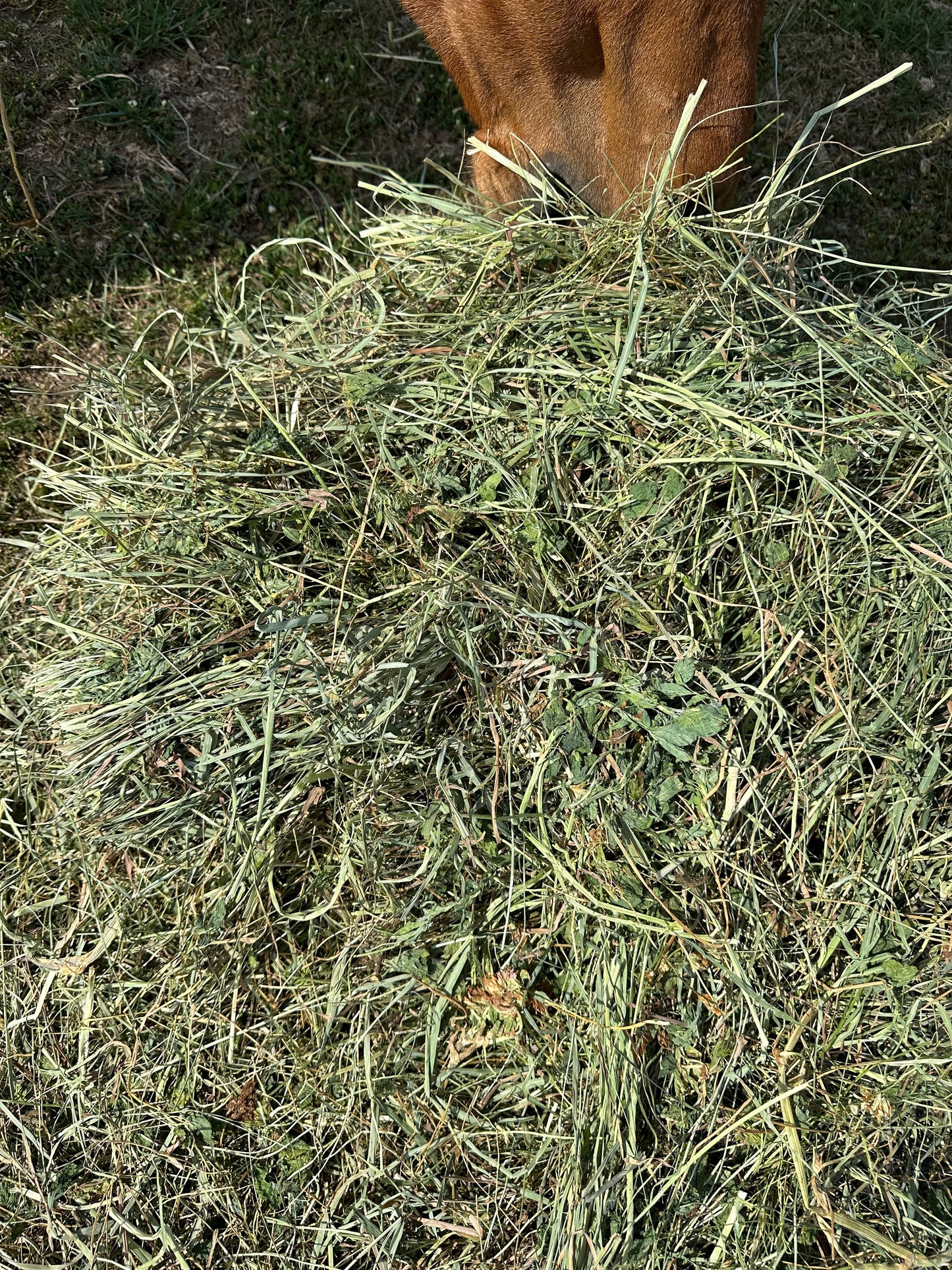 Meadow Hay