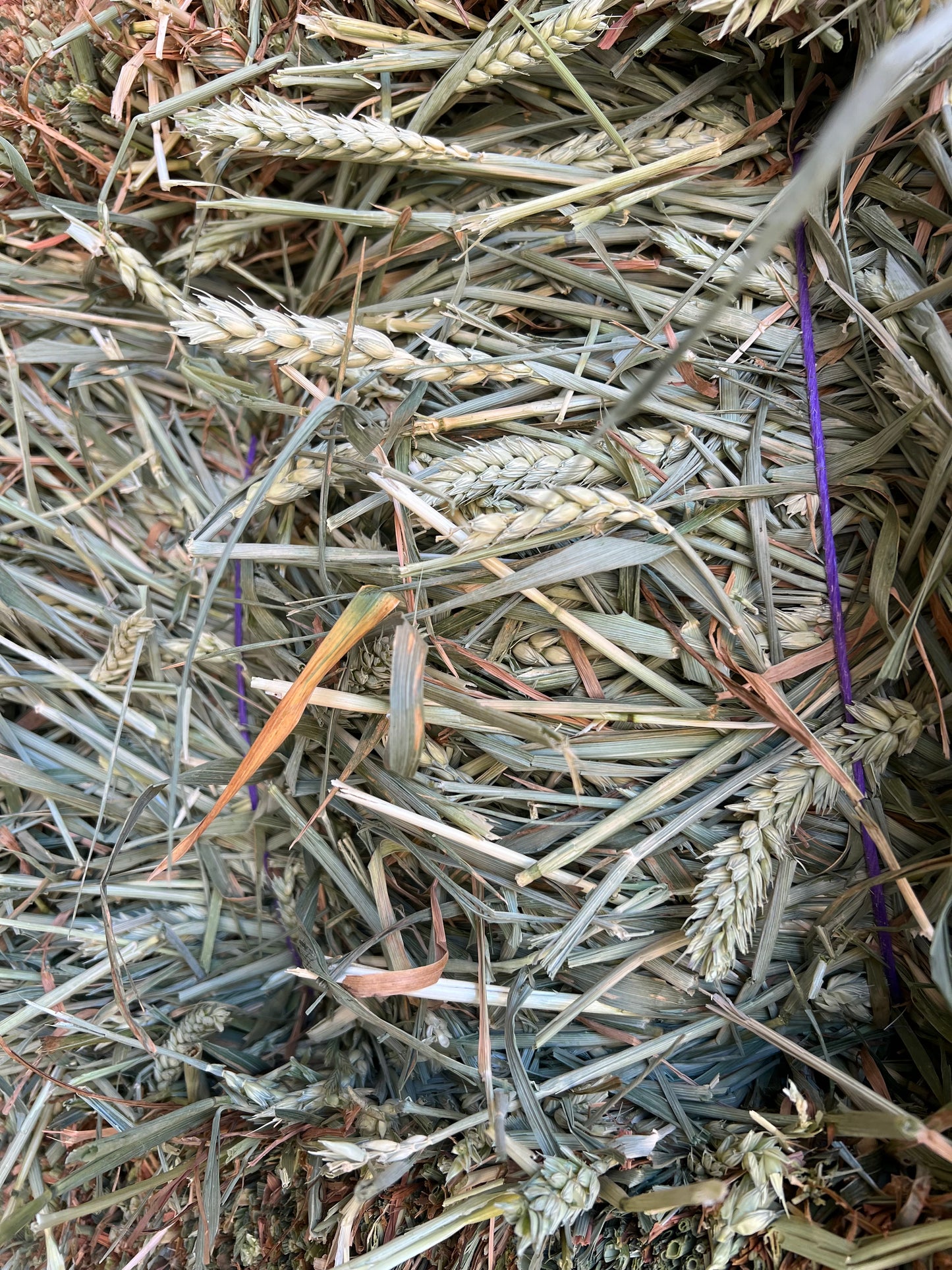 Wheaten Hay - beardless (New Season)