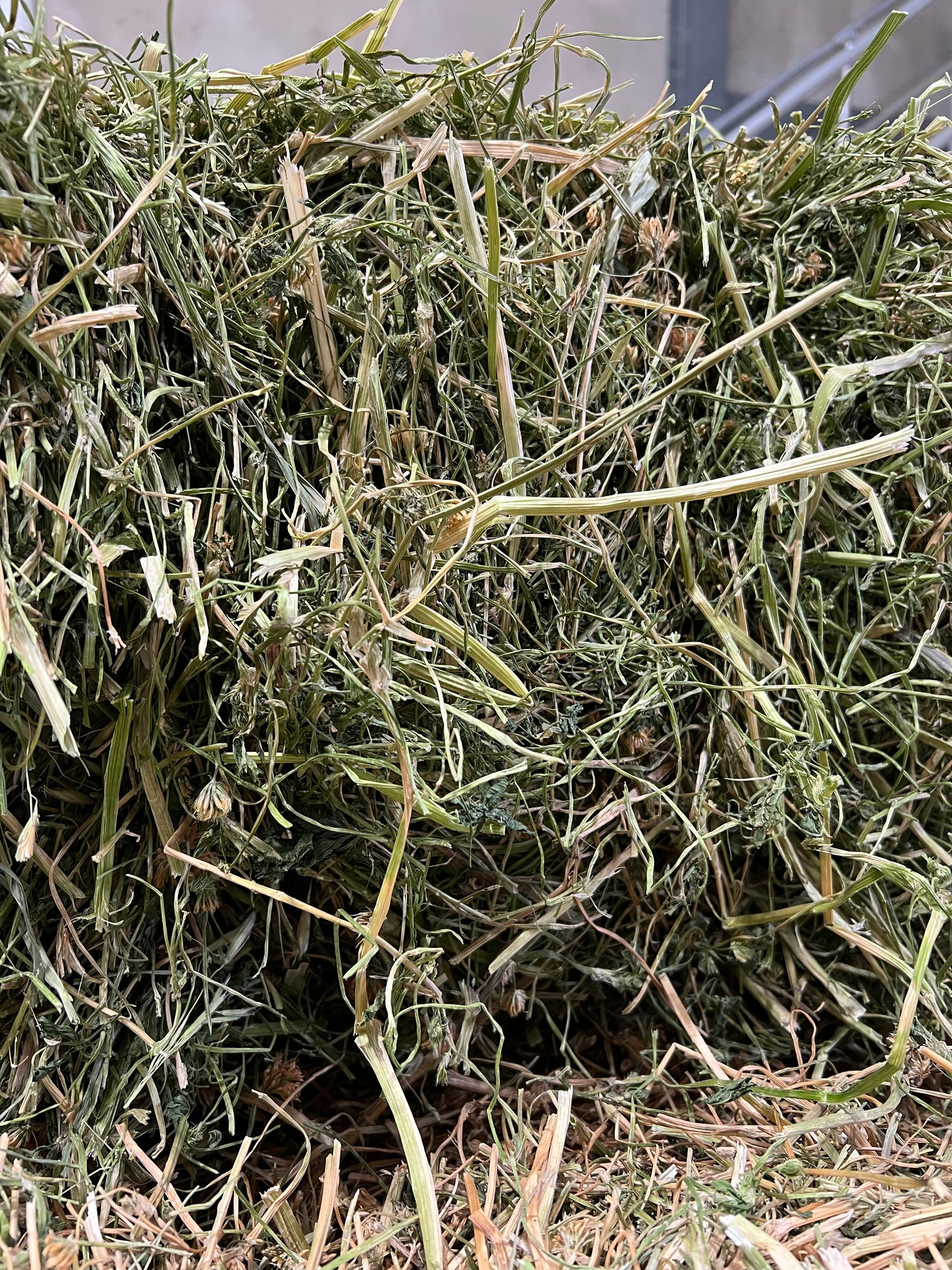 Clover Hay (new Season)