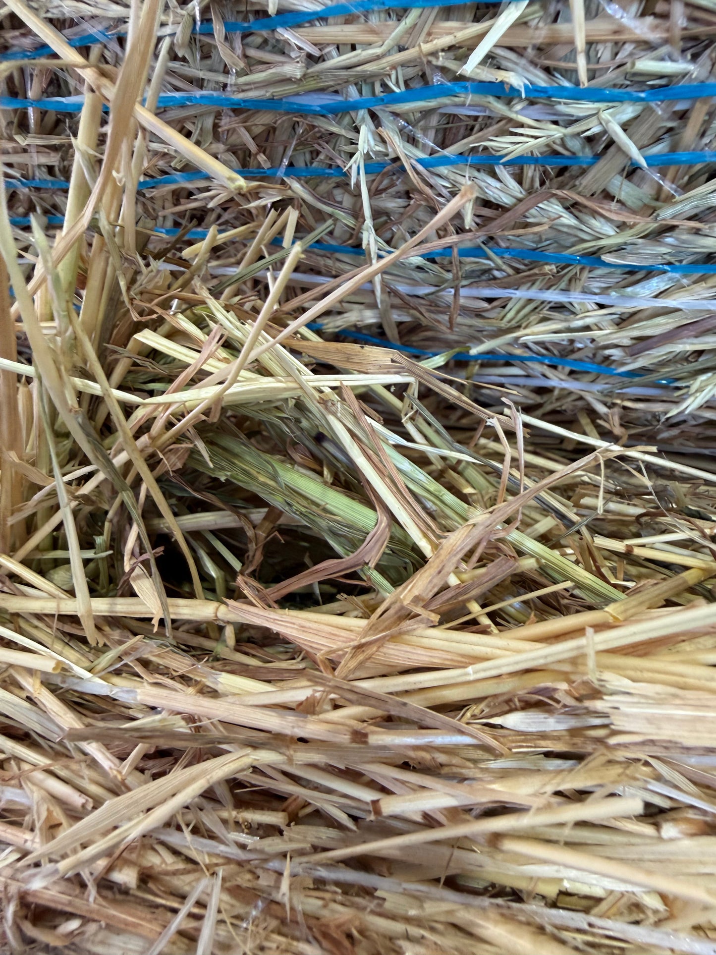 Pasture Round Bale - Pick up