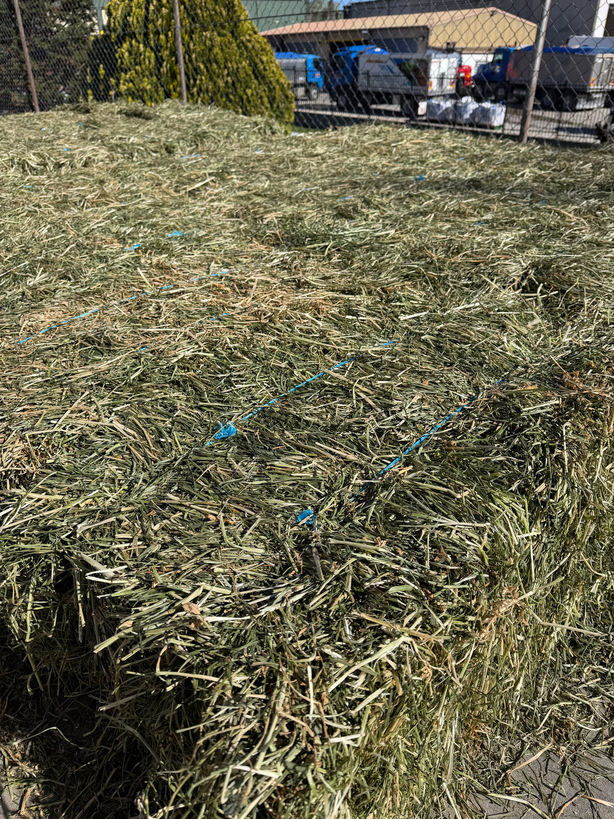 Rye Grass Hay New Season