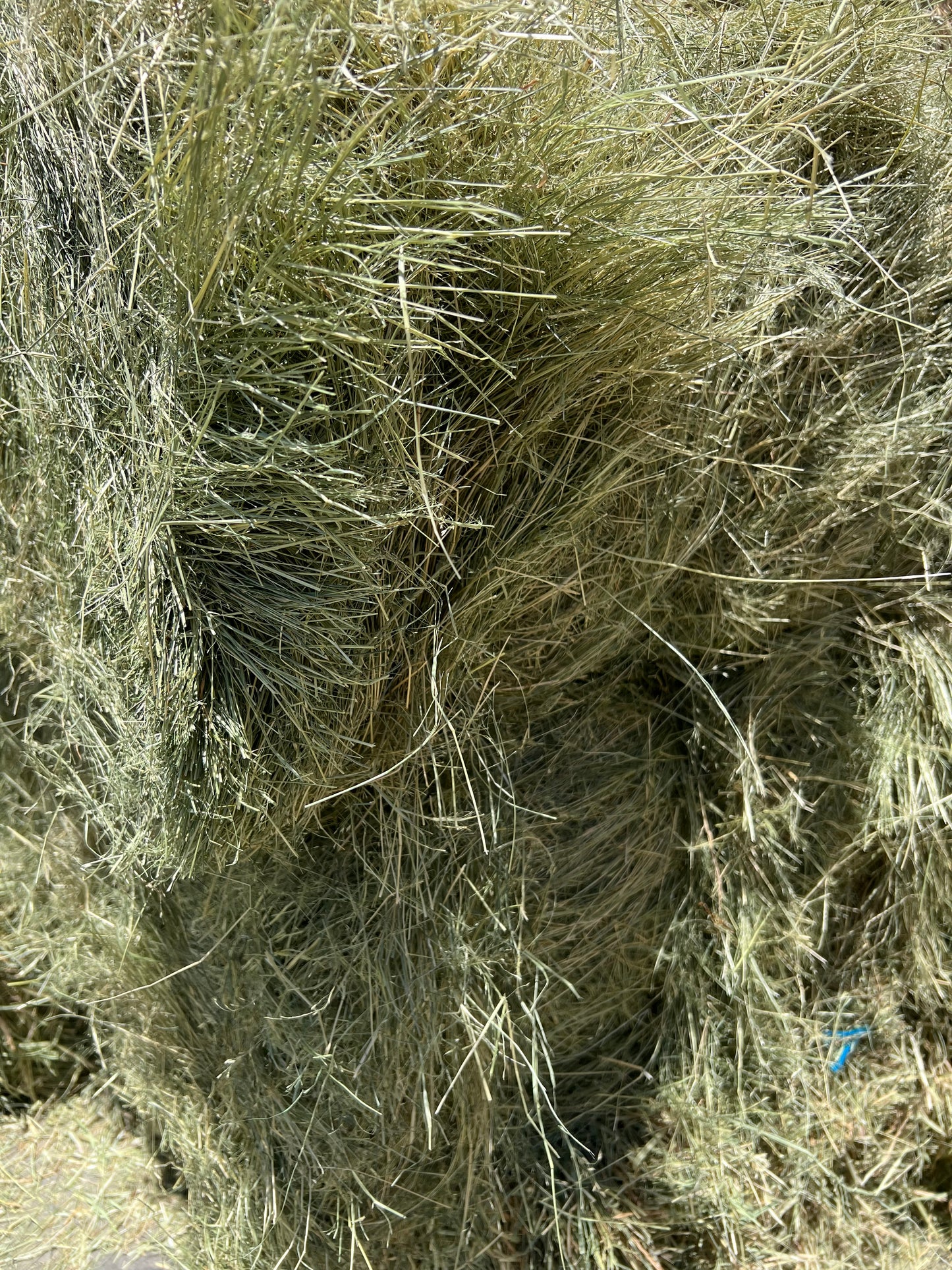 Teff Hay - PICK UP ONLY