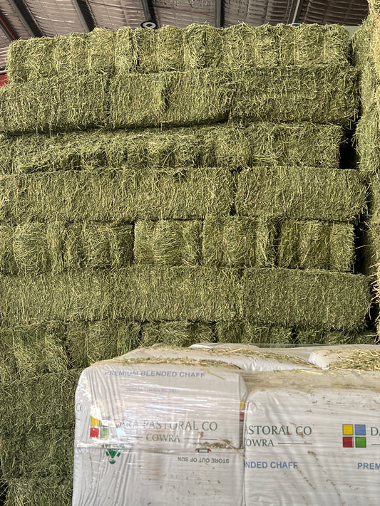 Prime Lucerne Race Horse QLTY just baled