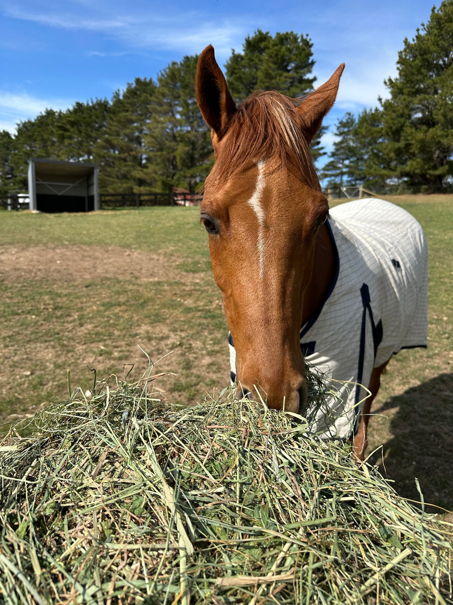 Meadow Hay