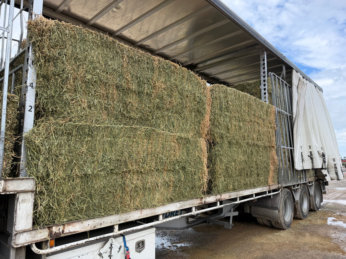Lucerne  8x3x3