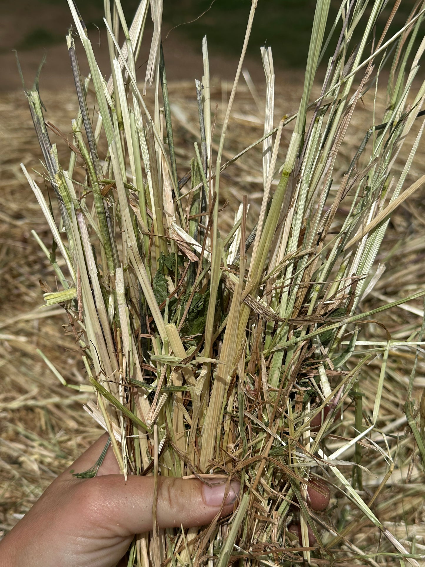 Pasture Round Bale