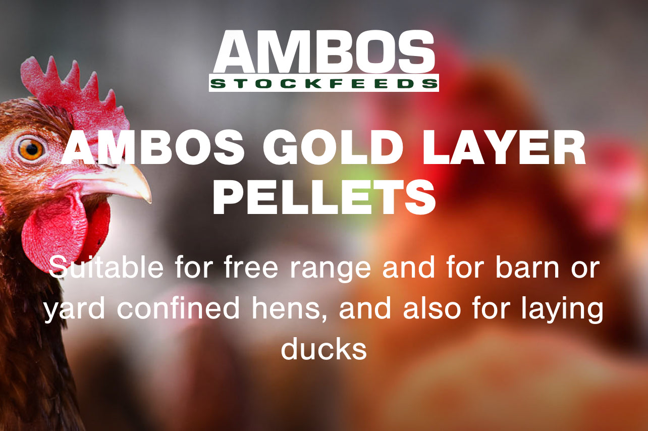 Ambos Gold Layer 20kg