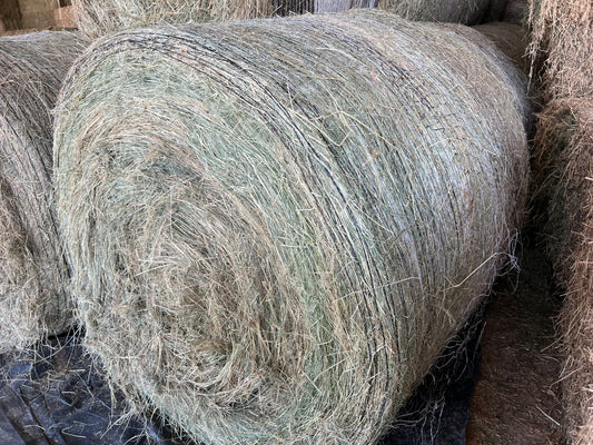 Teff Round Bales -Low Sugar Tested (fresh)