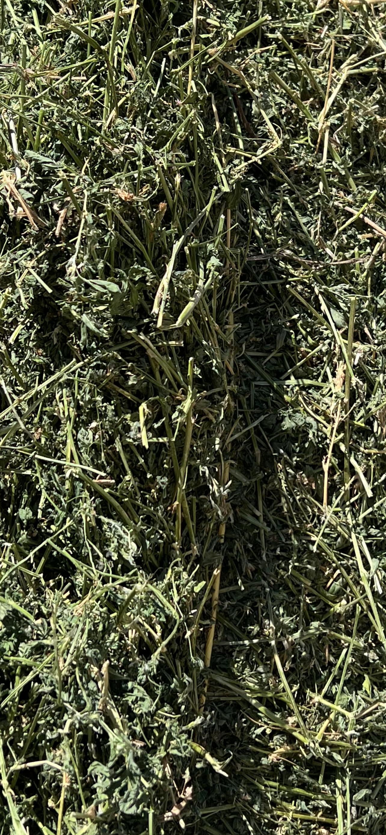 PRIME Lucerne  8x3x3 Fresh and Soft heaps of leaf