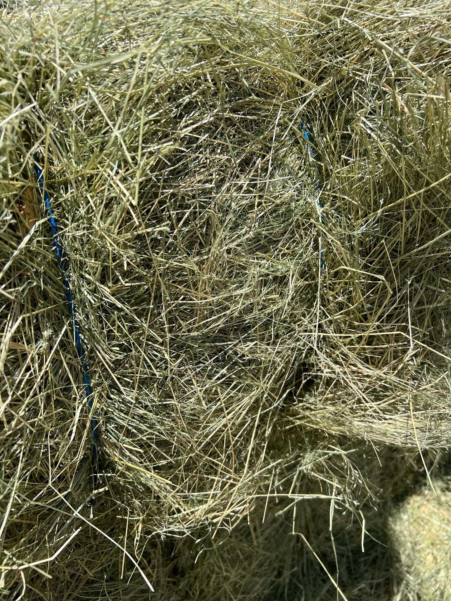Teff Hay - PICK UP ONLY
