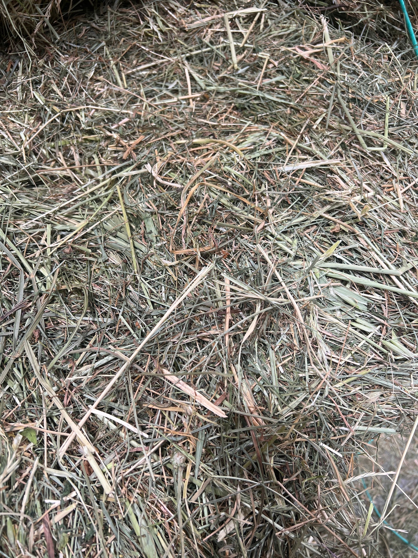 Meadow Hay (New Season)