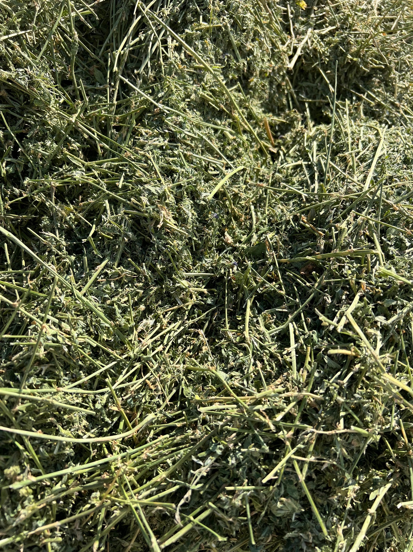 PRIME  Lucerne  8x3x3 (New season)