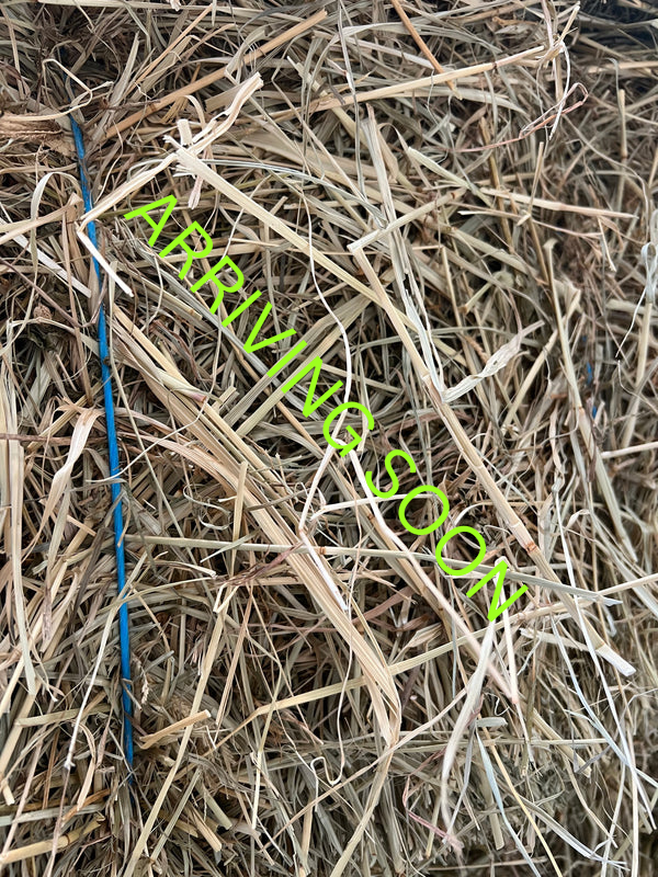 Low sugar Rhodes Hay