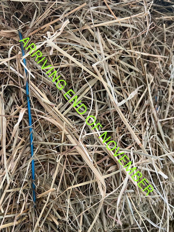 Low sugar Rhodes Hay