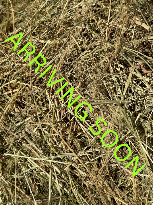 Teff Hay (low sugar - tested)