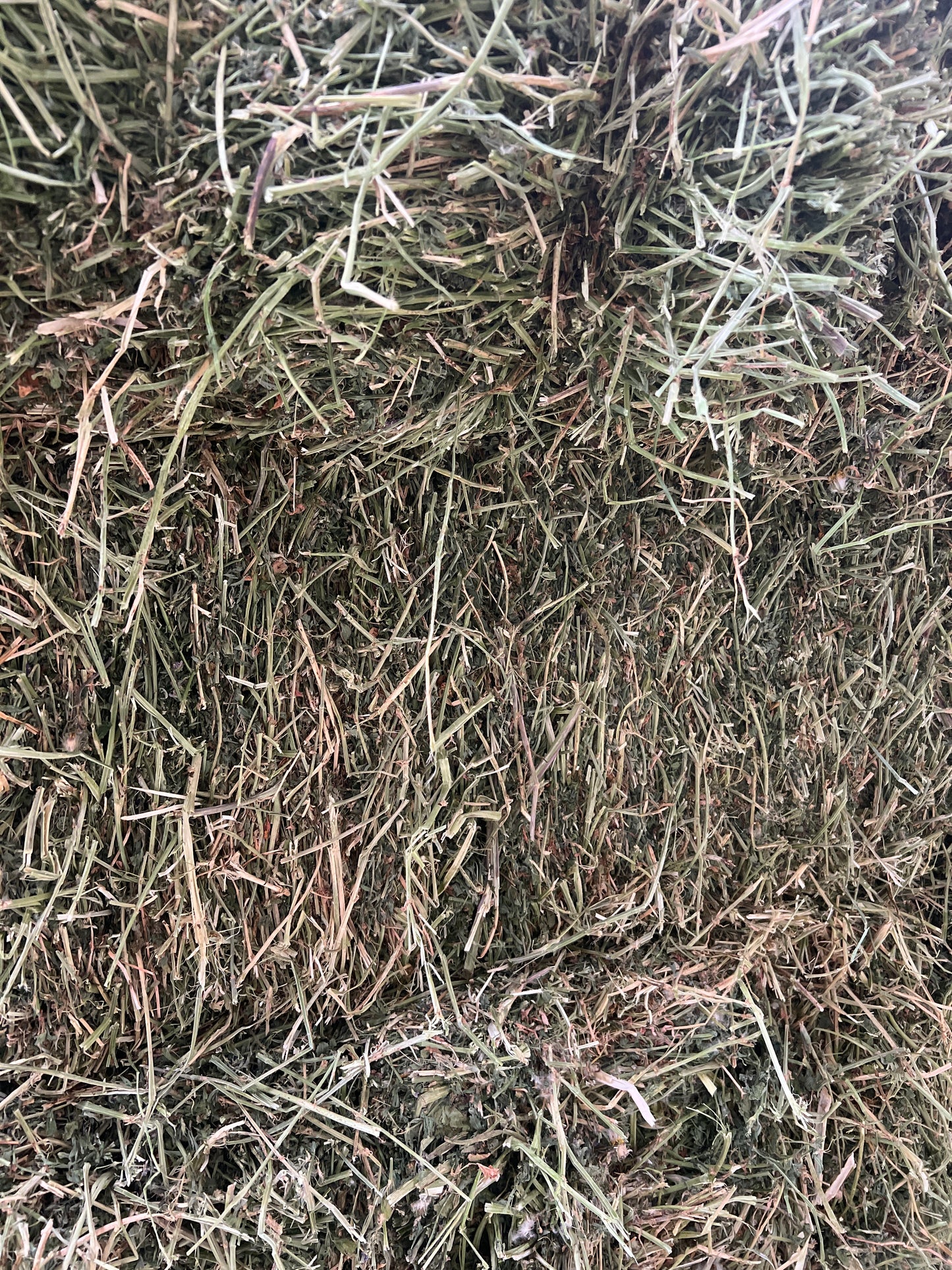 2nd grade Lucerne hay