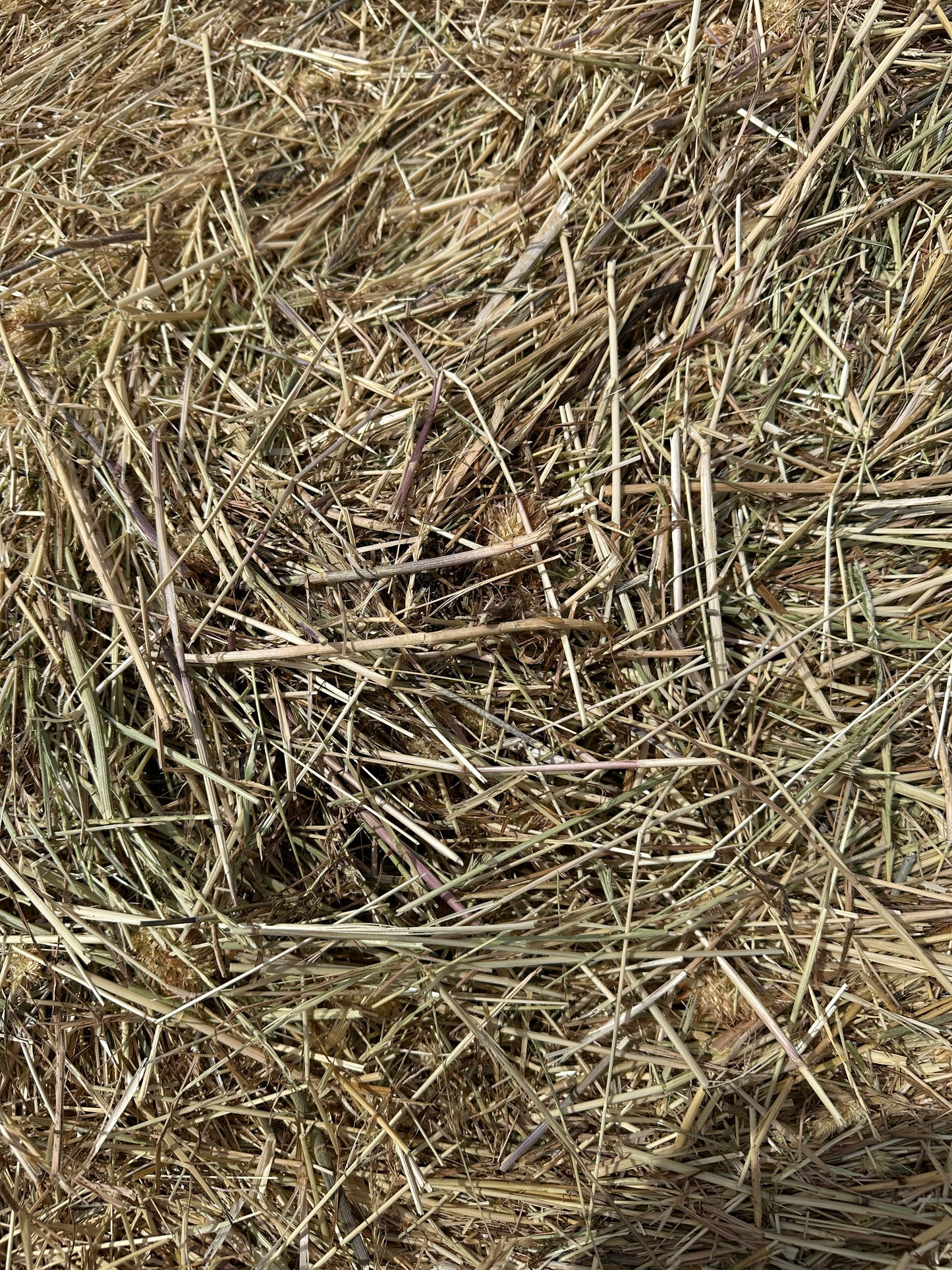 Pasture Round Bale