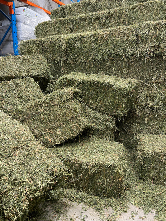 Lucerne hay