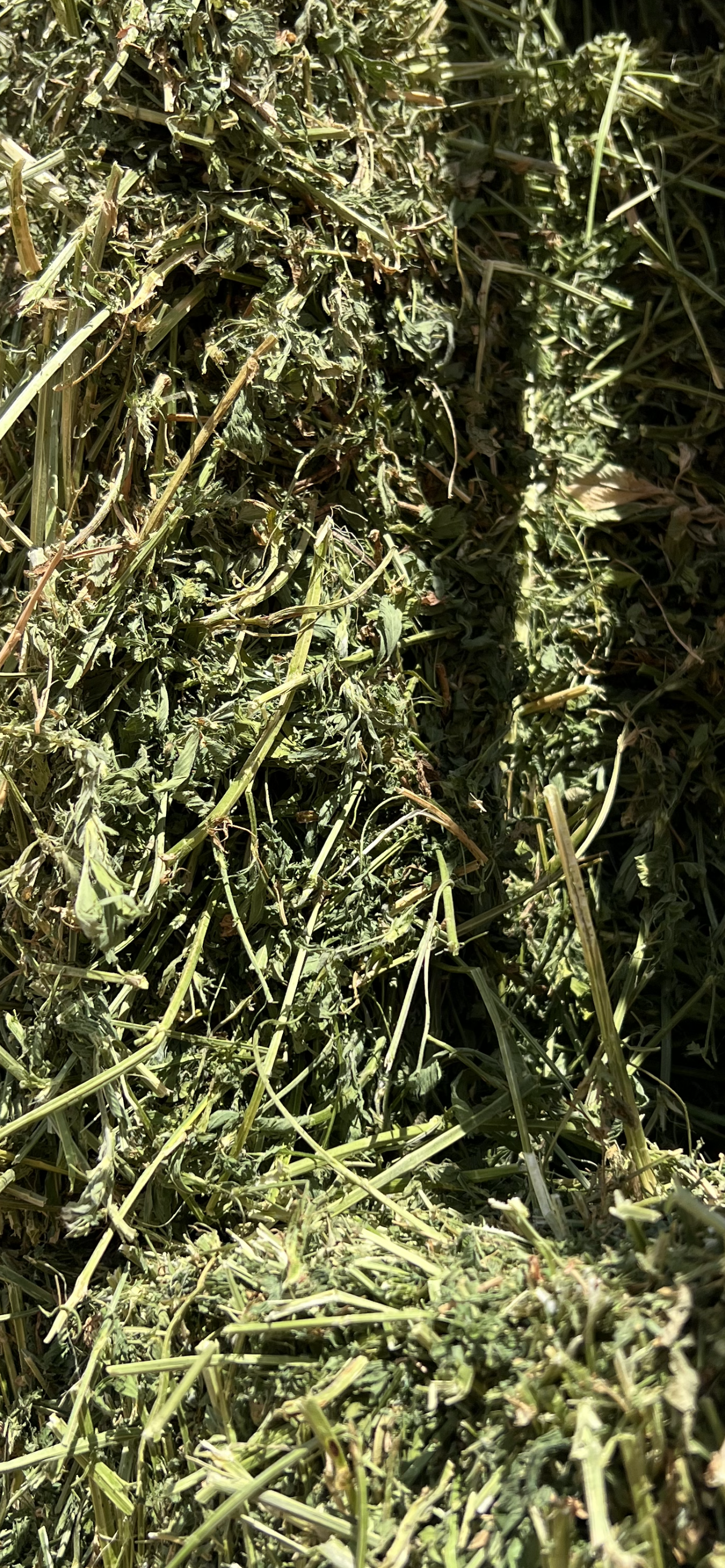 Prime Lucerne Hay