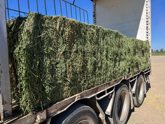 PRIME Lucerne  8x3x3 Fresh and Soft heaps of leaf