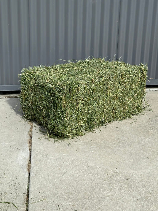 Prime Lucerne Hay