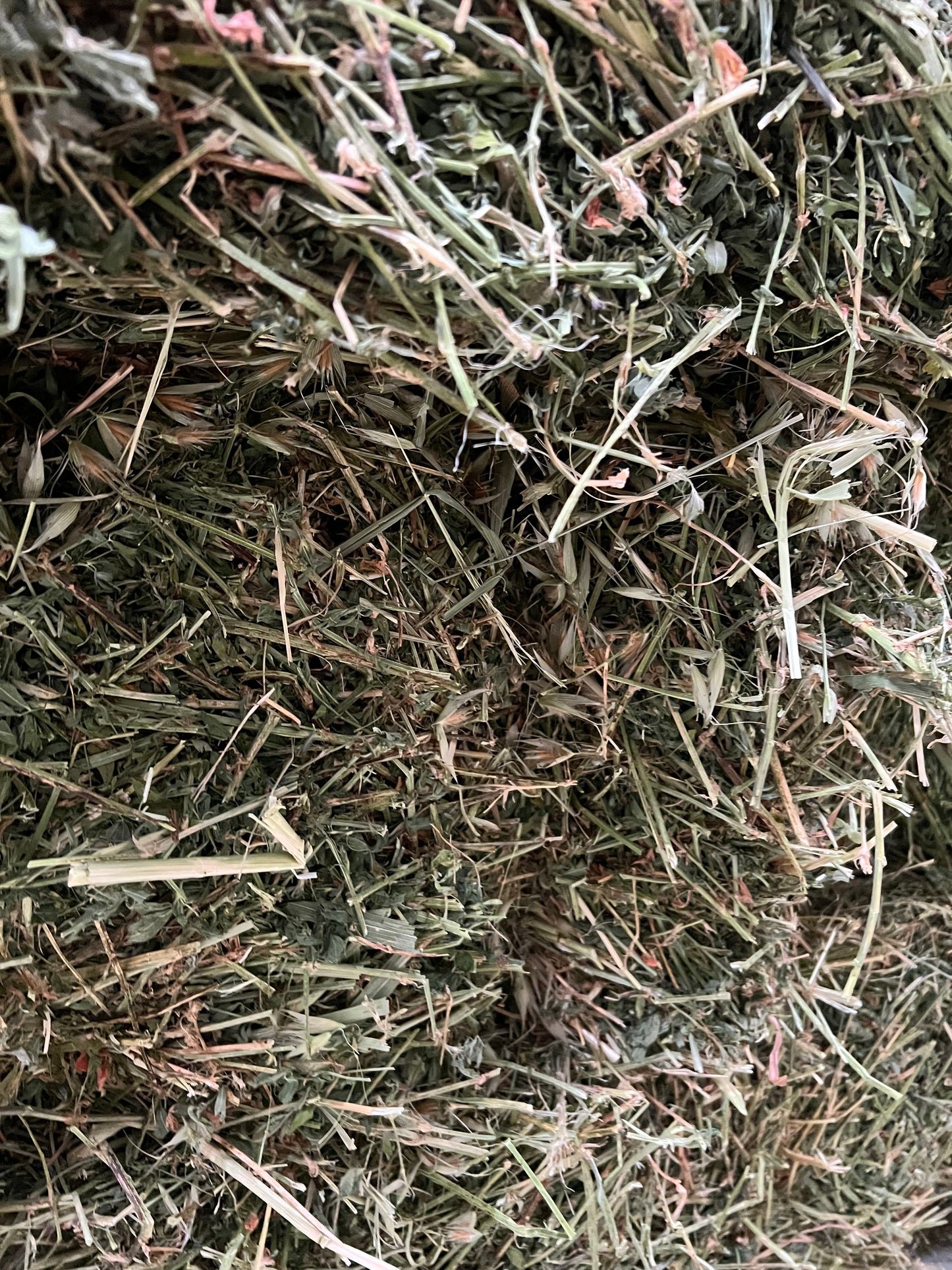 2nd grade Lucerne hay