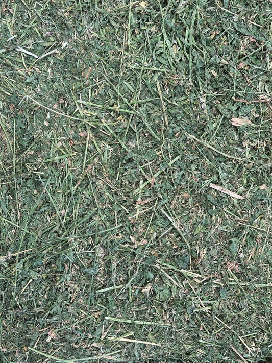 Lucerne Hay
