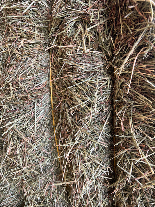 Large Rye Hay 8x3x3 (Just baled 13 Jan)  Pick up
