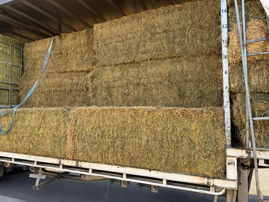 2nd Grade Lucerne 8x3x3 Large Squares Back in Stock
